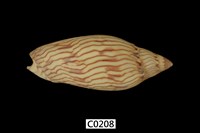 藏品(唐氏渦螺)的圖片